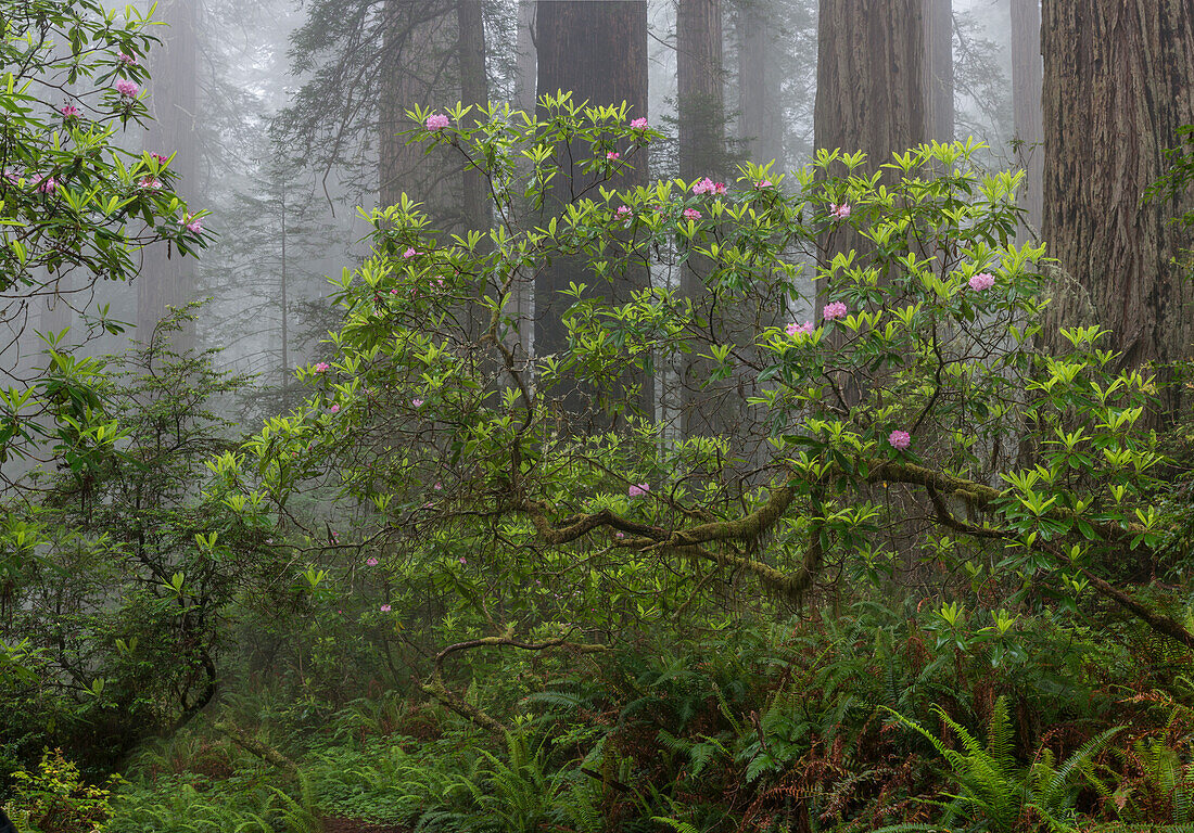 USA, Kalifornien. Nebliger Morgen mit Rhododendron (Rhododendron Macrophyllum) und Redwood-Bäumen, Redwood National Park