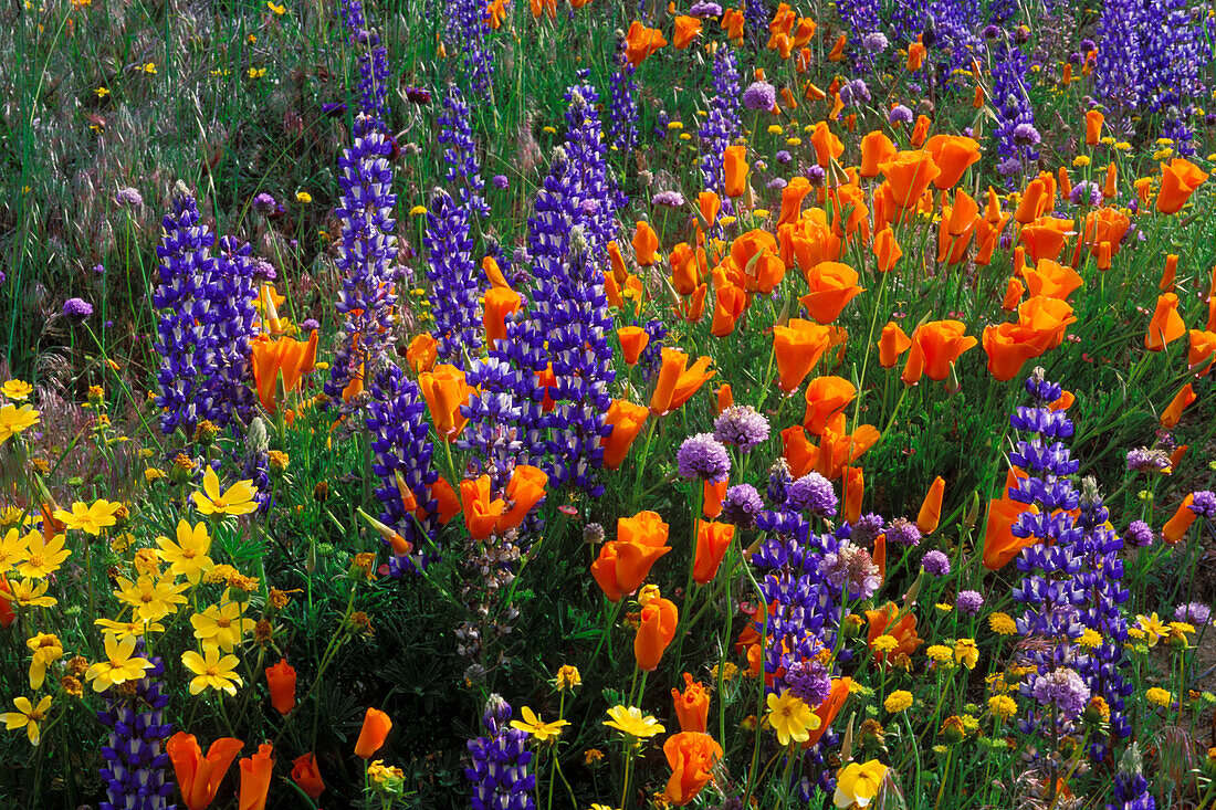 Lupines, coreopsis (Coreopsis californica), and California poppies (Eschscholzia californica) in the Tehachapi Mountains, Angeles National Forest, California, USA.
