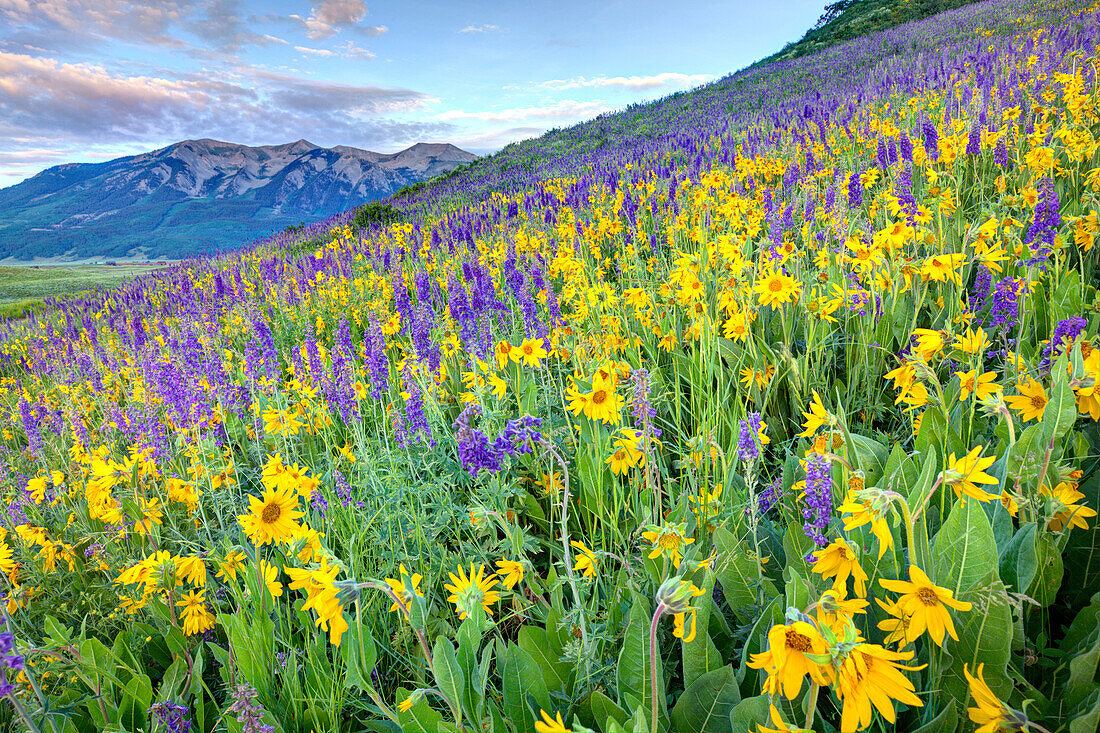 USA, Colorado, Crested Butte. Landscape of wildflowers on hillside