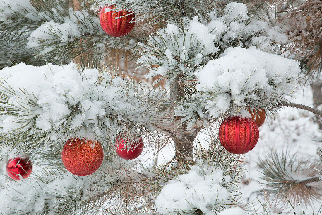 USA, Colorado, Woodland Park. Fresh snow and red ornaments on tree