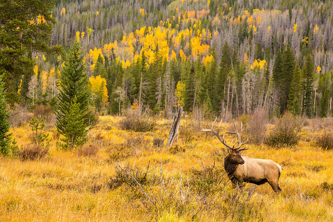 USA, Colorado, Rocky Mountain National Park. Bull elk in field