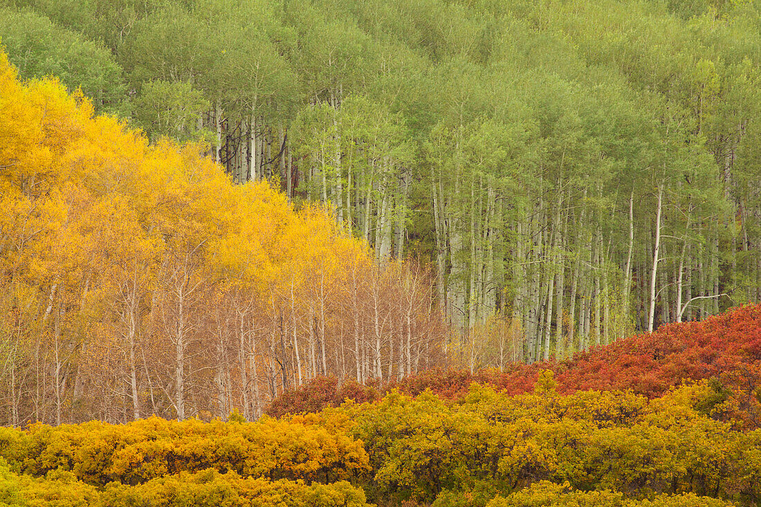 USA, Colorado, San Juan Mountains. Forest landscape in autumn