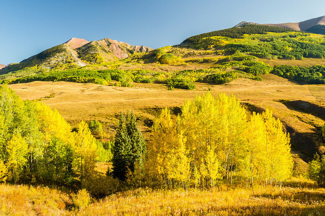 USA, Colorado, Gunnison National Forest. Aspen forest in autumn