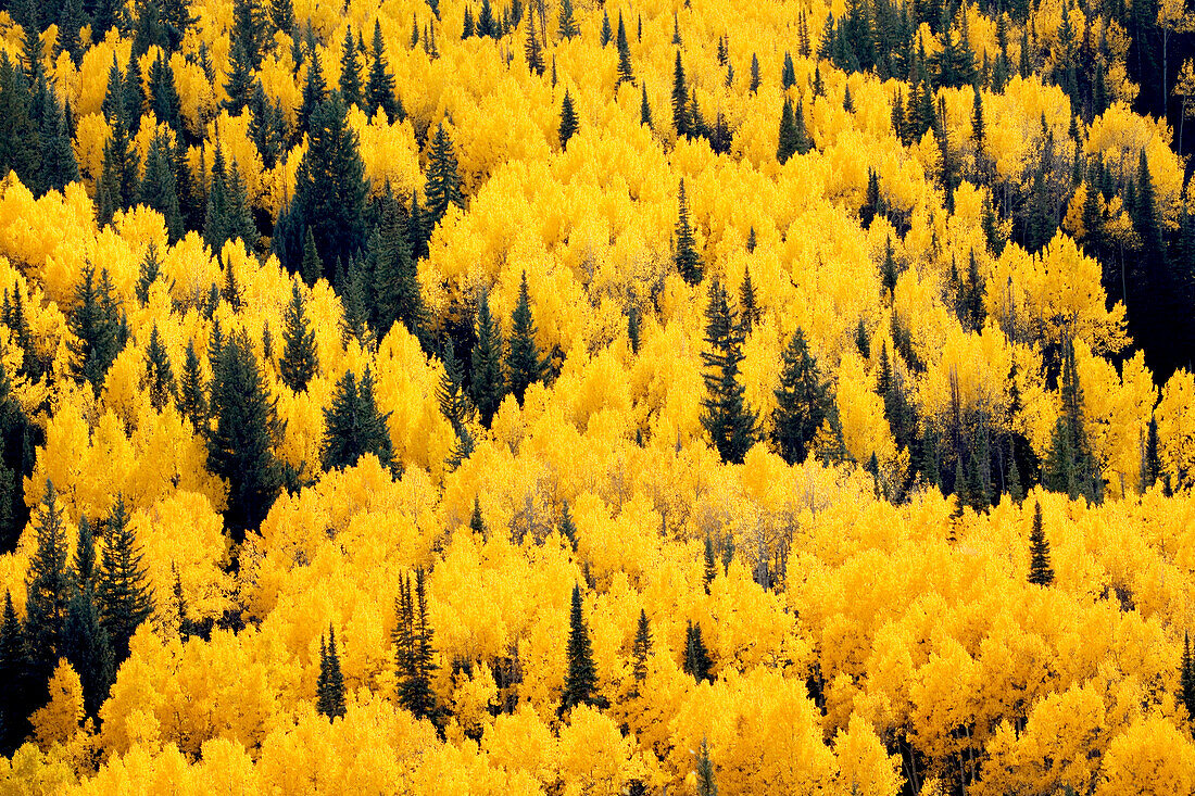 USA, Colorado, White River National Forest, aspen