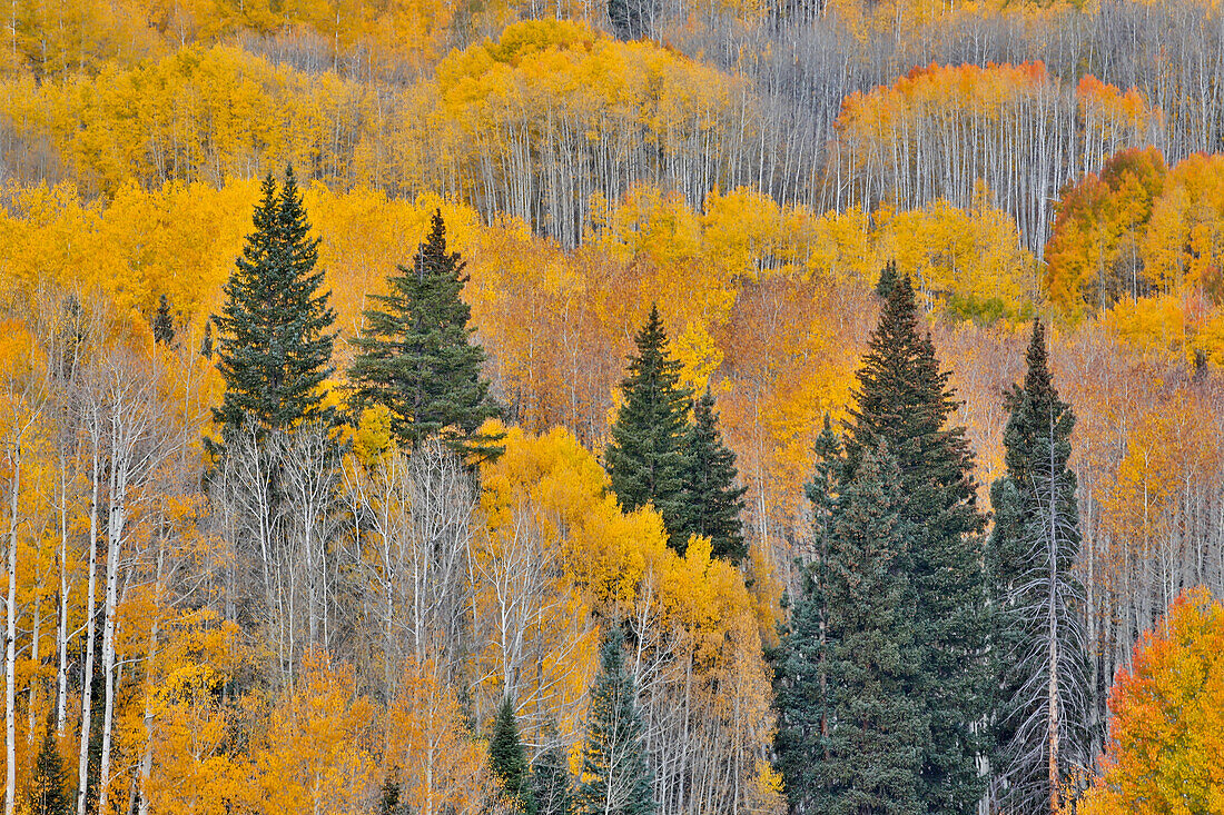 Colorado Rocky Mountains in der Nähe von Keebler Pass Herbstfarben auf Aspen Groves