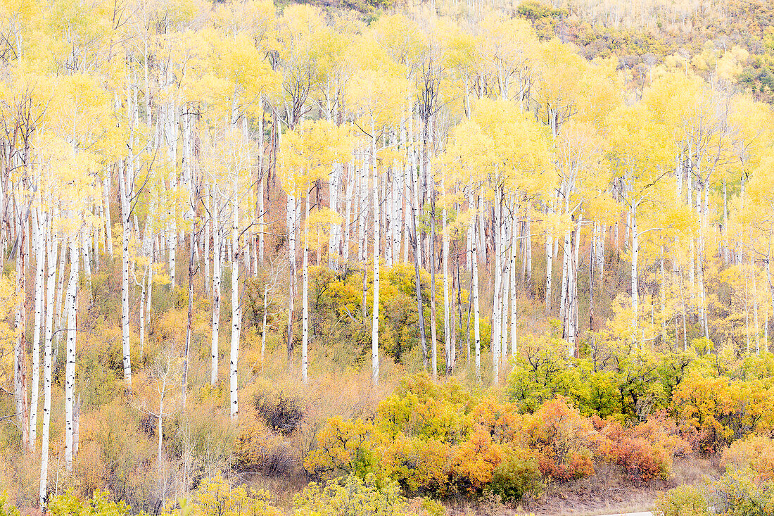 Espenhaine Kebler Pass Herbst.