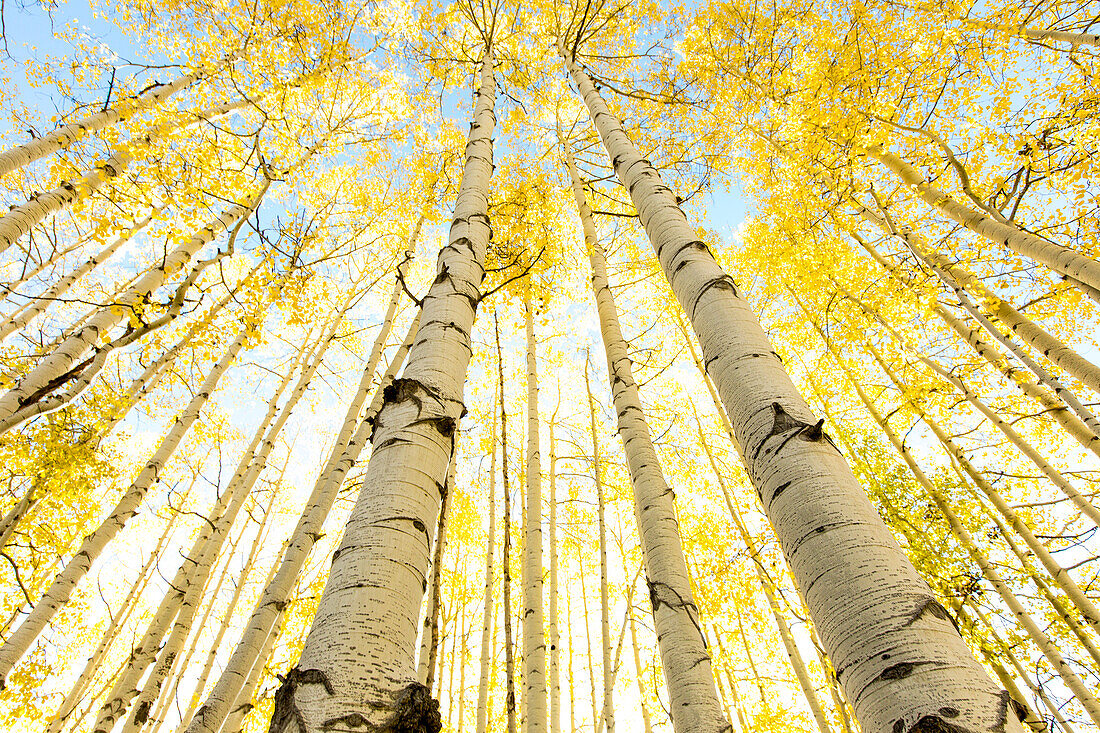 Looking up into a Aspen Grove during Autumn near Kebler Pass, Colorado