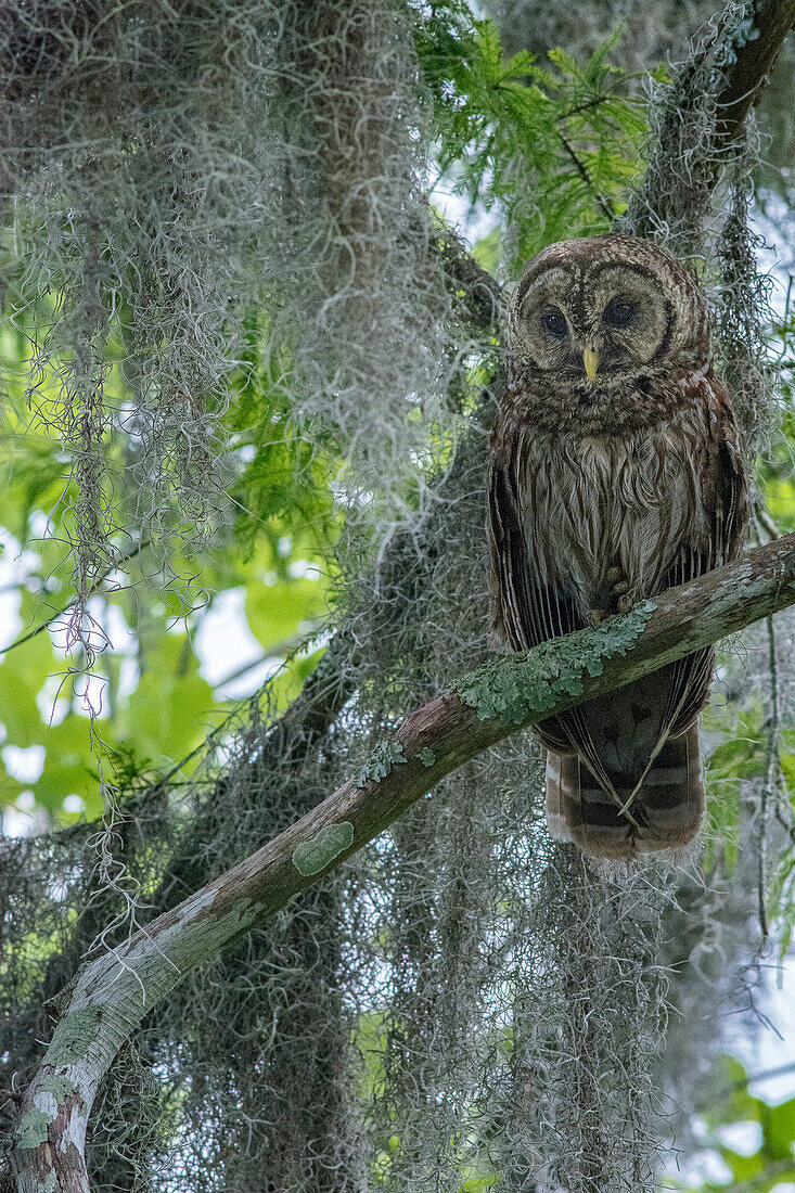 Barred owl perched in cypress forest, Manchac Swamp kayak tour near New Orleans, Louisiana, USA.