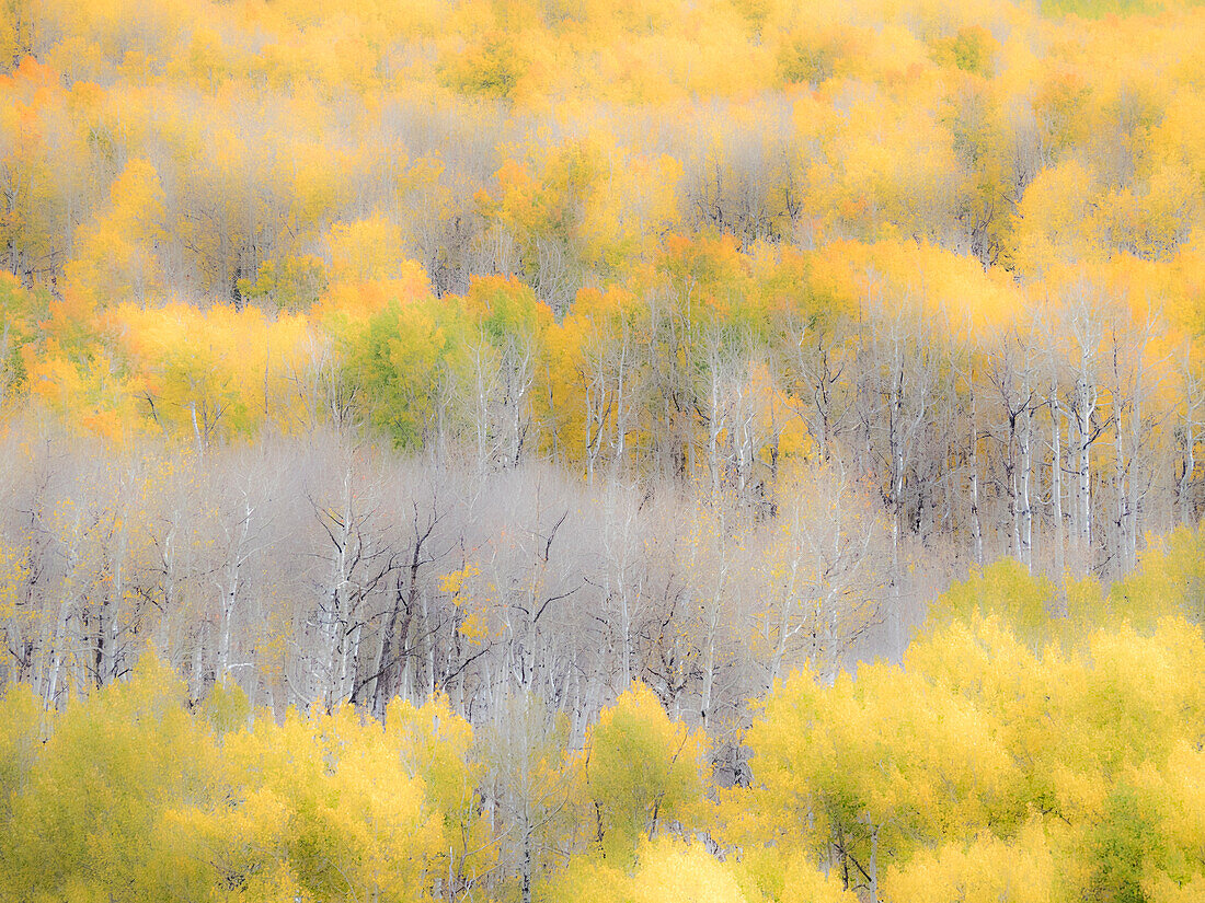 USA, Colorado, San Juan Mts. Yellow and orange fall aspens in Gunnison National forest.