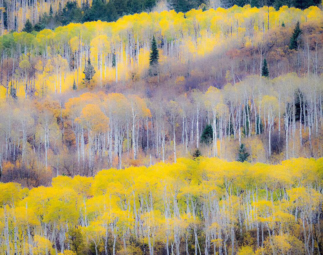 USA, Colorado, San Juan Mts. Yellow and orange fall aspens in Gunnison National forest.