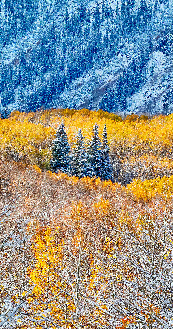 USA, Colorado, San Juan Mts. Neuschnee auf Espen im Herbst.