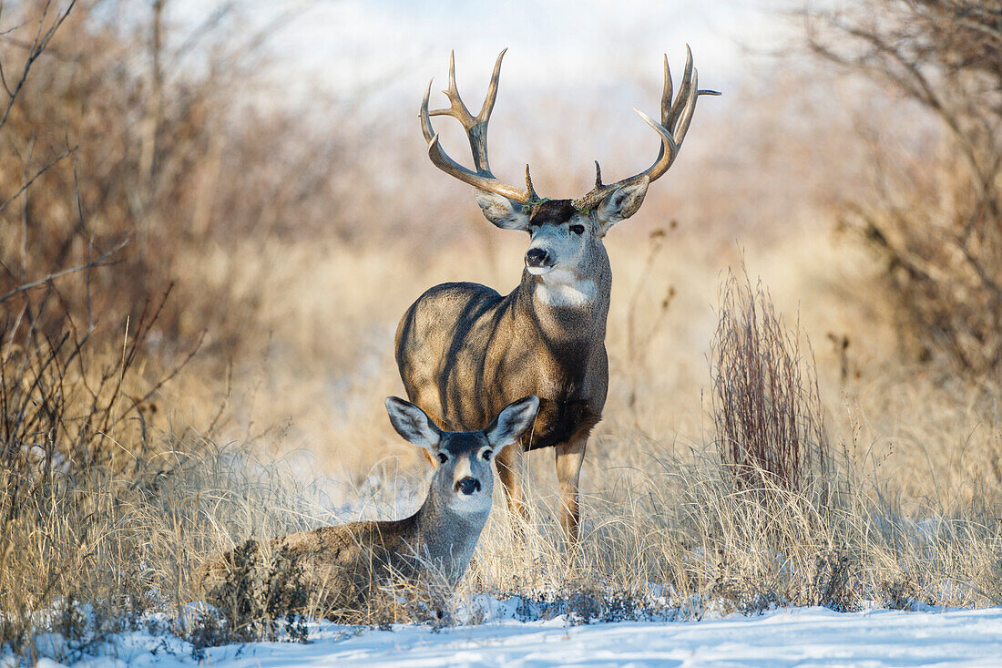 Mule Deer (Odocoileus Hemionus) Bock und Reh gebettet