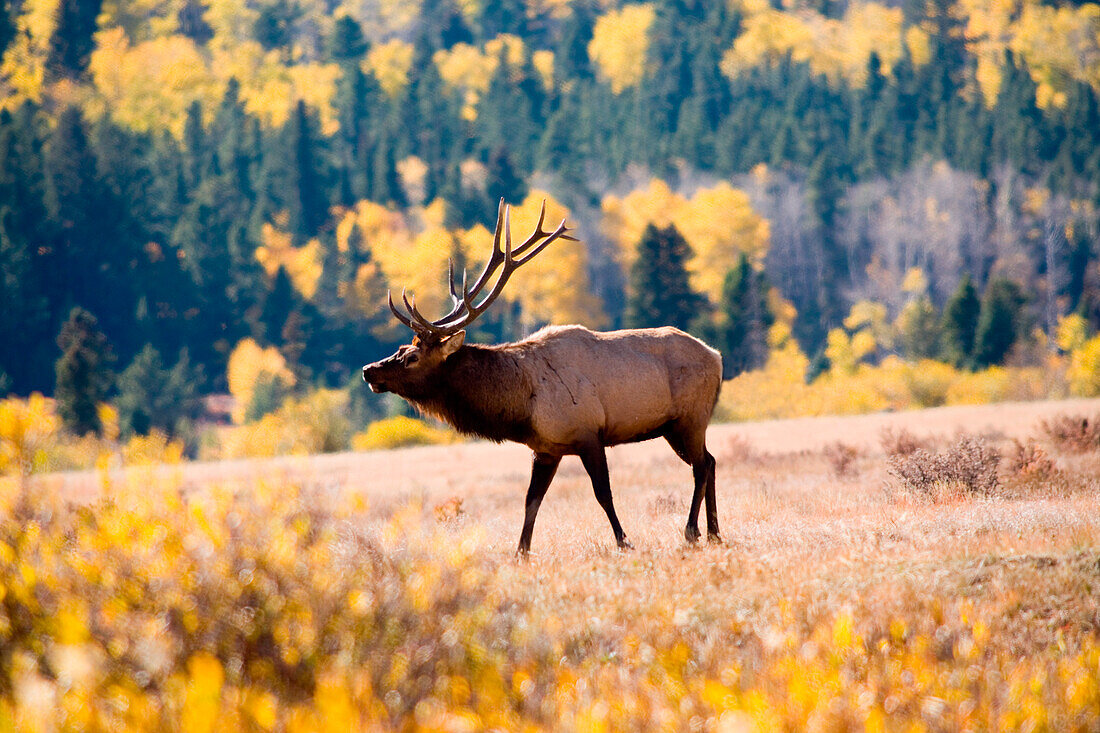 Elche im Rocky Mountain Nationalpark, Colorado