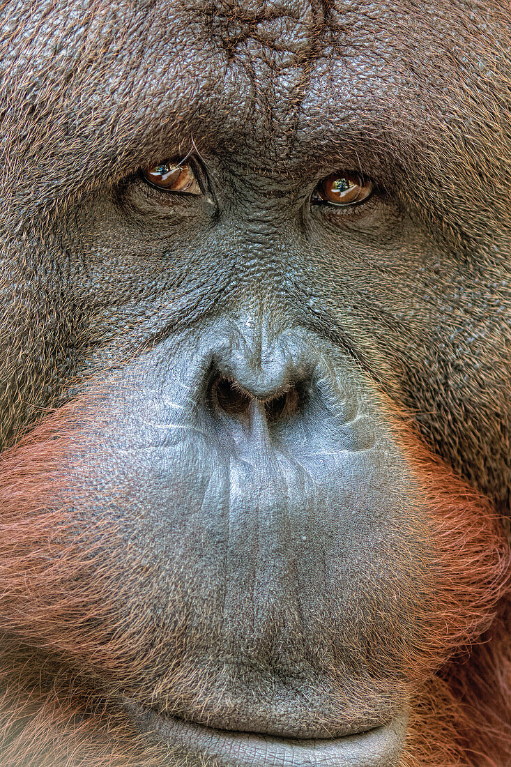 Orang-Utan, Zentrum für Menschenaffen, Wauchula, FL.