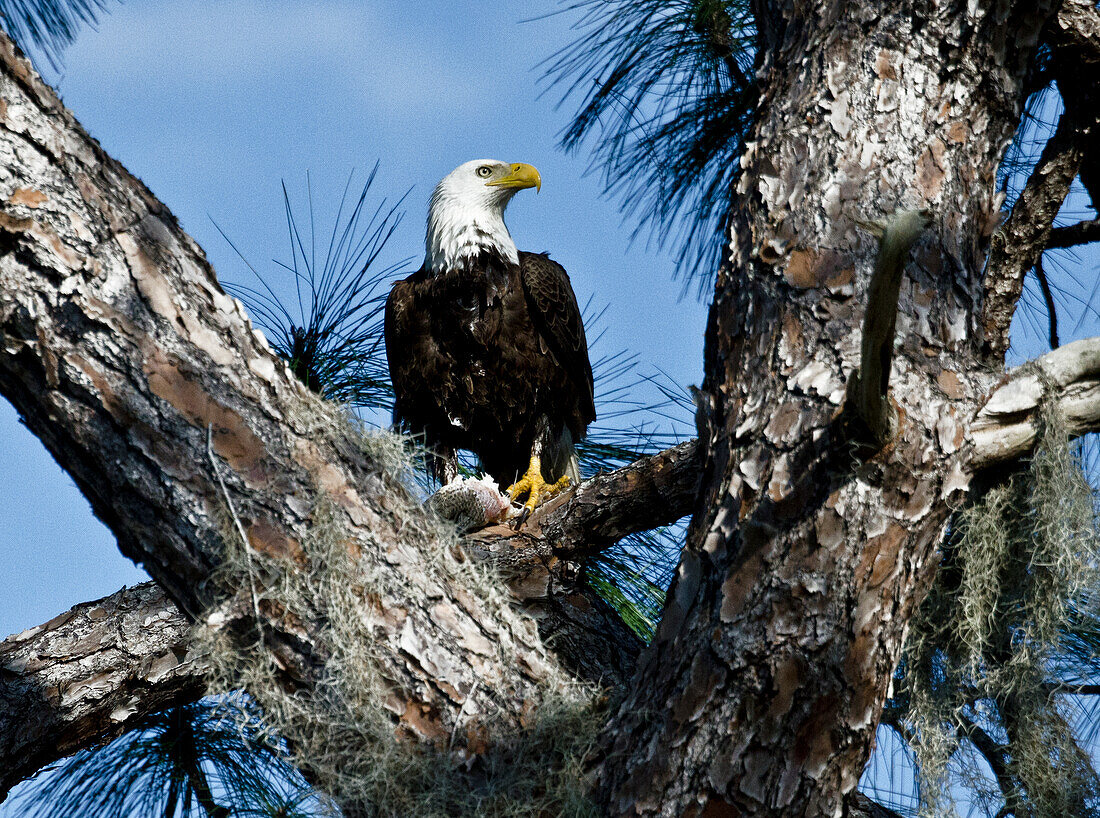 USA, Florida, North Ft. Meyers. American Bald Eagle