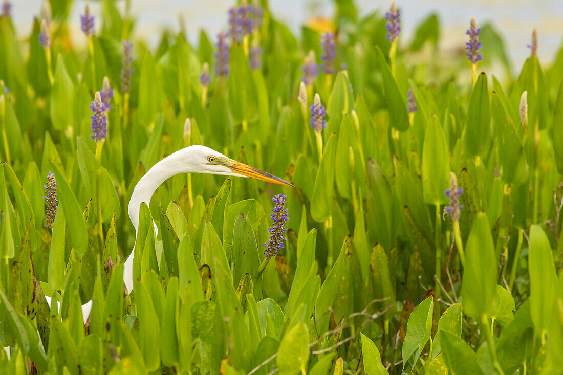 USA, Florida, Orlando Wetlands Park. Great egret in blooming pickerel weed