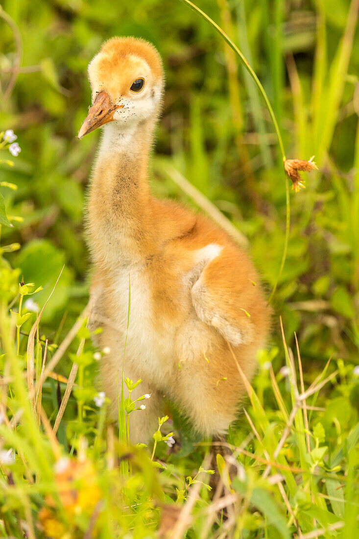 USA, Florida, Orlando Wetlands Park. Sandhill crane chick close-up