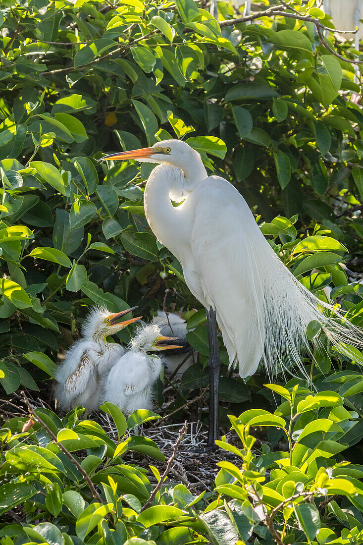 USA, Florida, Wakodahatchee-Feuchtgebiete. Silberreiher-Elternteil und Küken im Nest