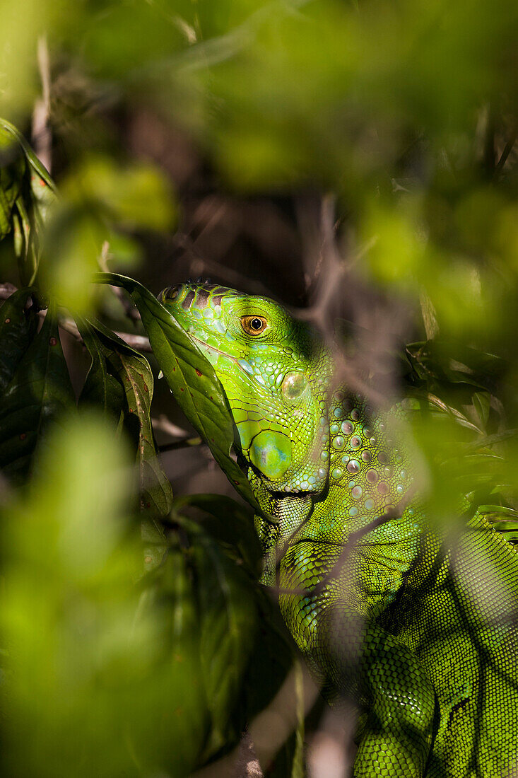 Ein exotischer grüner Leguan macht Sanibel Island, Florida.