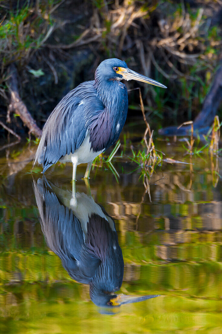A tri-colored heron in breeding plumage, wades in shallow water, resting.
