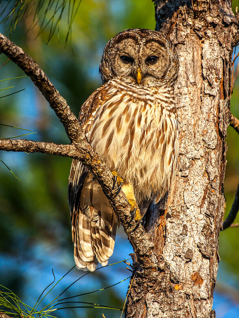 A camouflaged barred owl perches among tree branches during the day.