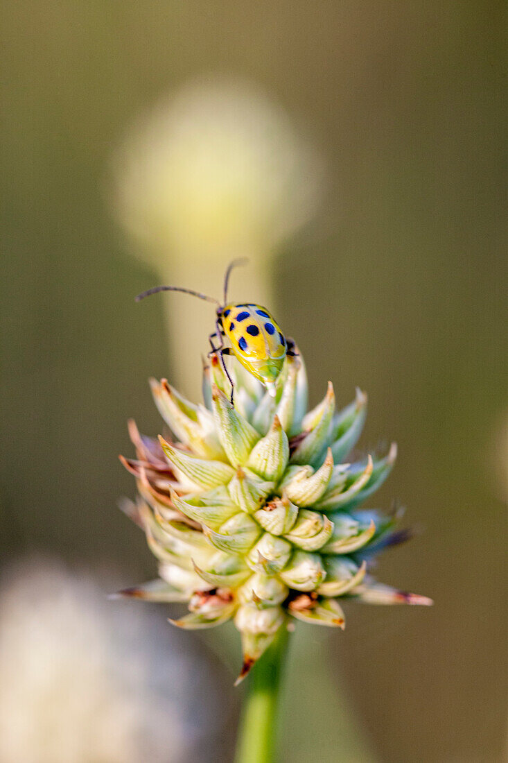 A beetle on top of a sedge.