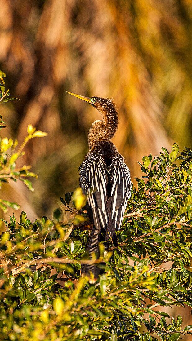 Ruhender weiblicher Kormoran im Brutkleid.