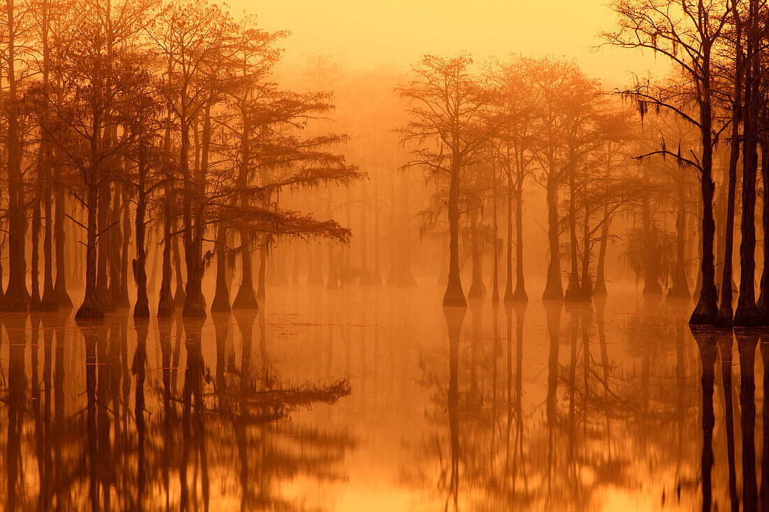 USA, Georgia, Autumn, cypress trees in the fog at George Smith State Park.
