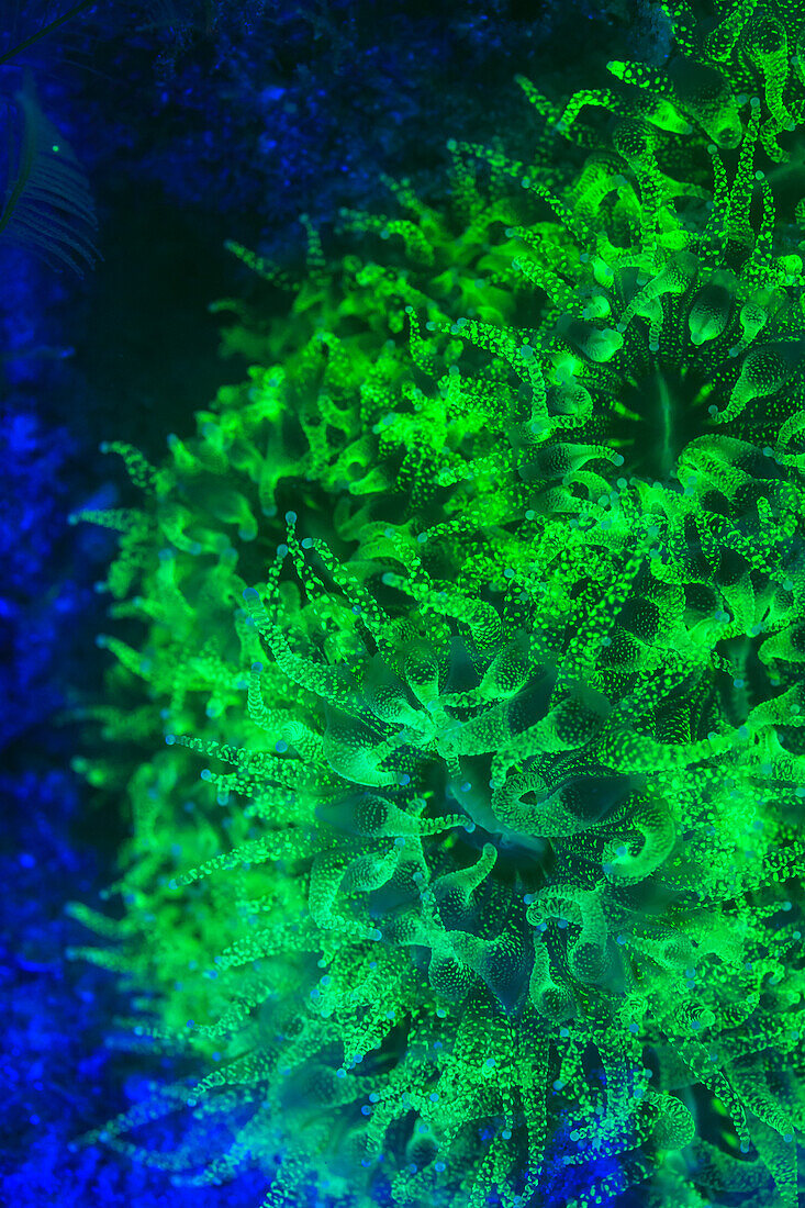 Underwater Fluorescence, Blue Heron Bridge, Intercoastal Waterway, West Palm Beach, Florida, USA