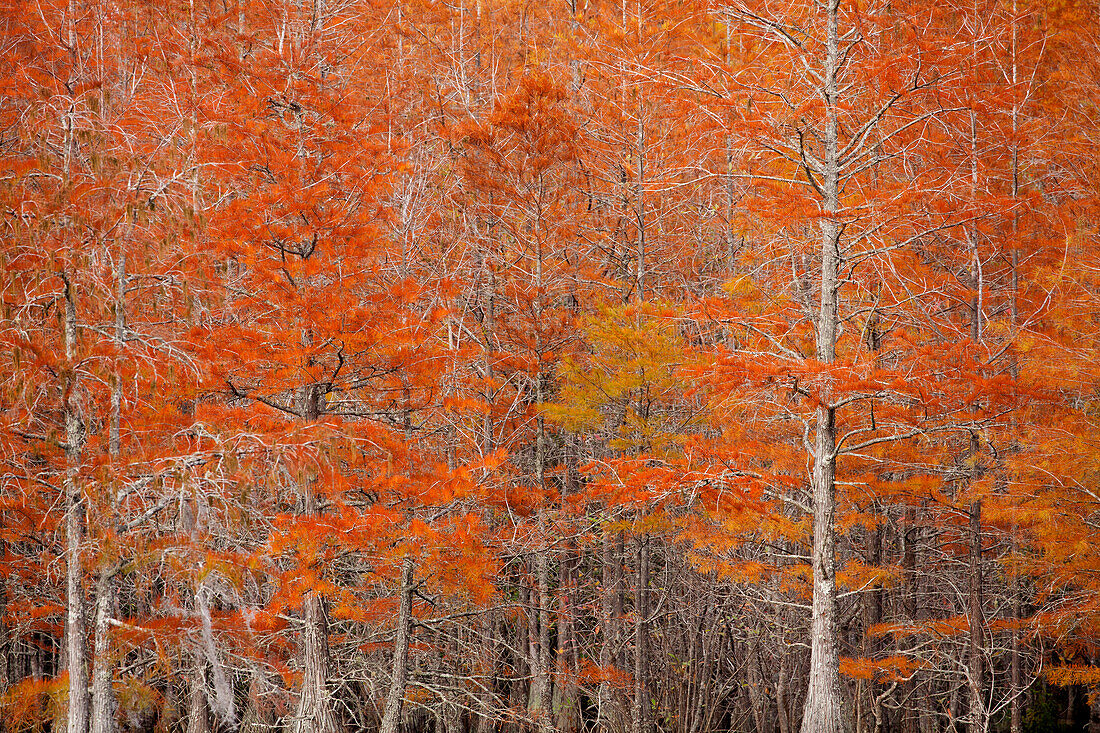 USA, Georgien. Zypressen im Herbst im George Smith State Park.