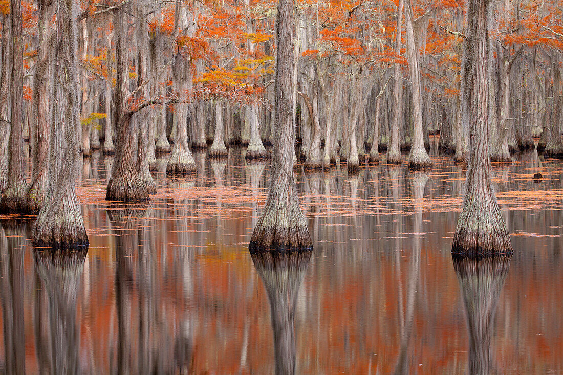 USA, Georgia. Cypress trees in the fall at George Smith State Park.