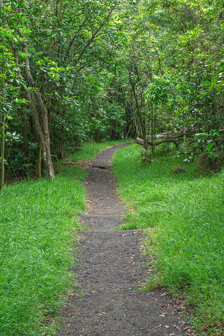 USA, Hawaii, Big Island von Hawaii. Der Hawaii Volcanoes National Park, der Kipukapuaulu Trail führt durch ein „Kipuka“, ein Gebiet mit reifer, üppiger Vegetation, umgeben von neueren Lavaströmen.