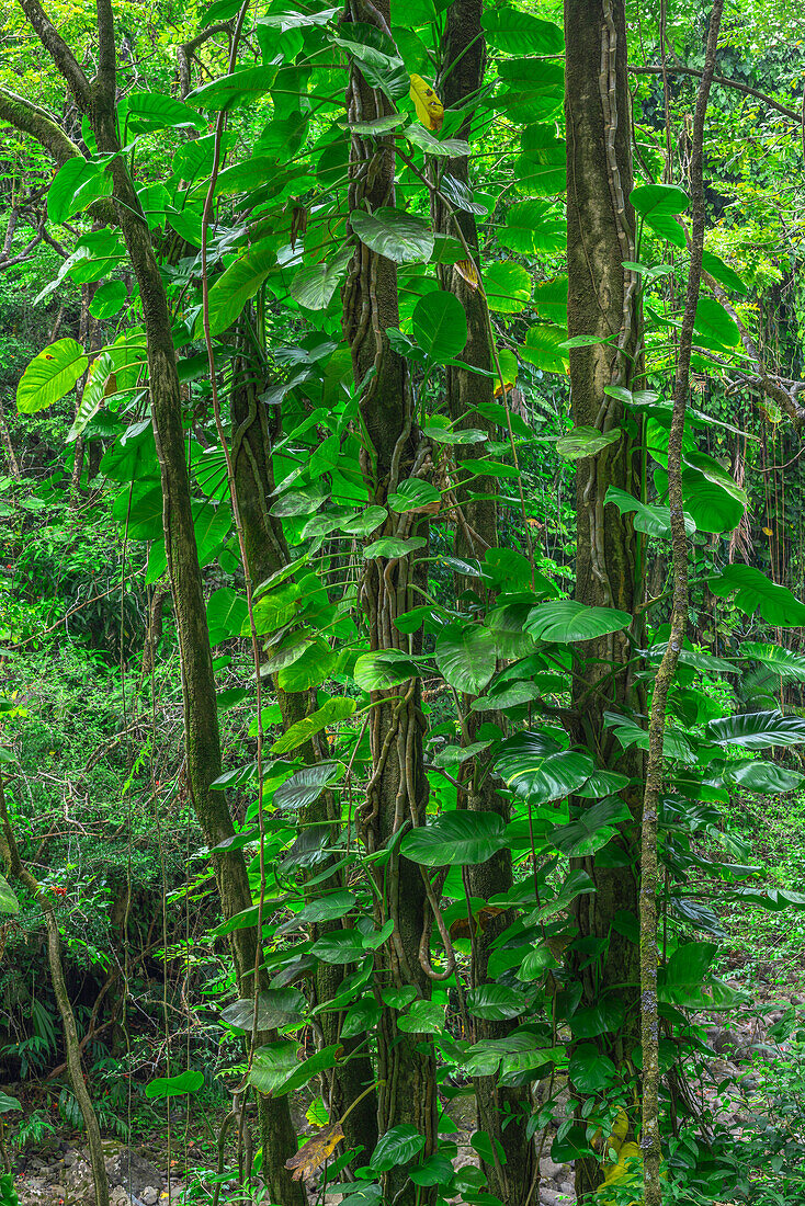 USA, Hawaii, Big Island of Hawaii. Hamakua coast, Vine-like philodendrons smother trees in tropical rainforest.