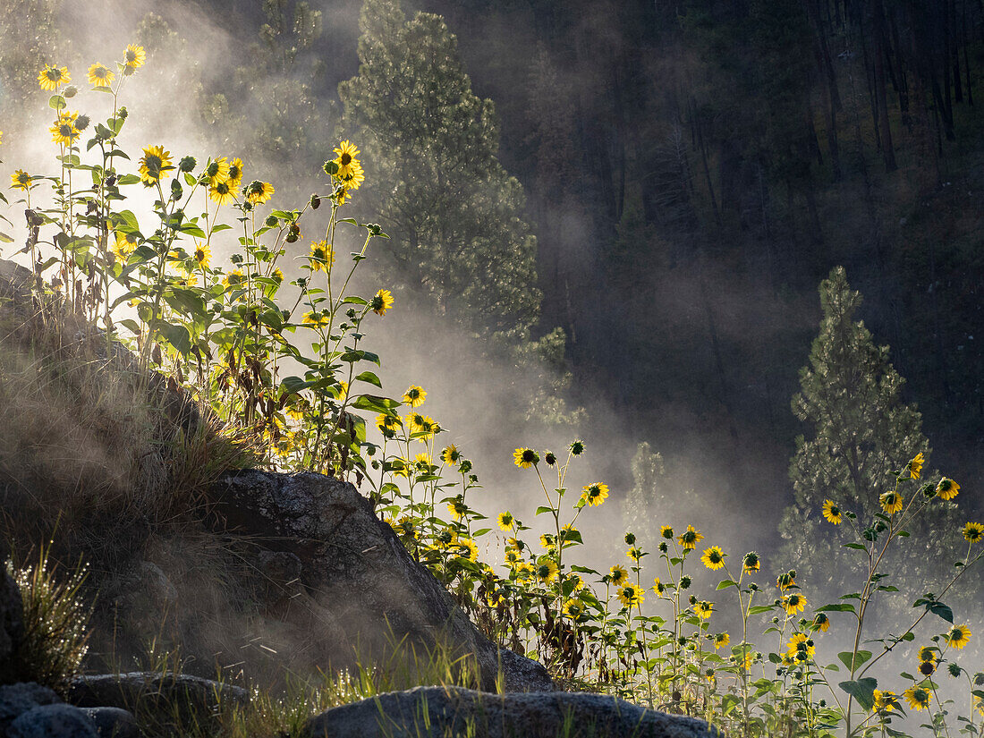 USA, Idaho, Lowman. Wilde Sonnenblumen (Helianthus annuus) und Dampf, der im Morgengrauen von Pine Flats Hot Spring aufsteigt.