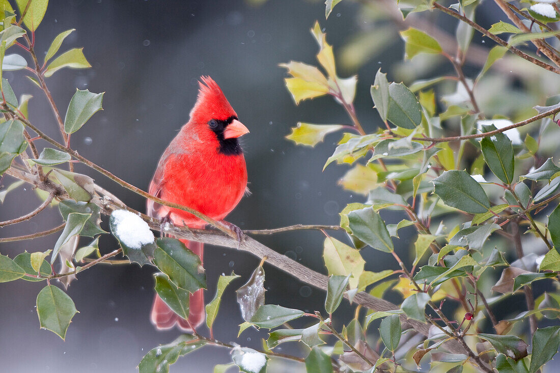 Nördlicher Kardinal (Cardinalis Cardinalis) Männchen im amerikanischen Stechpalmenbaum (Ilex opaca) im Winter Marion County, IL