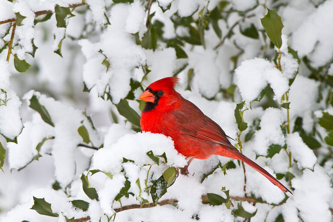 Northern Cardinal (Cardinalis Cardinalis) Männchen in American Holly (Ilex opaca) im Winter, Marion, Illinois, USA.