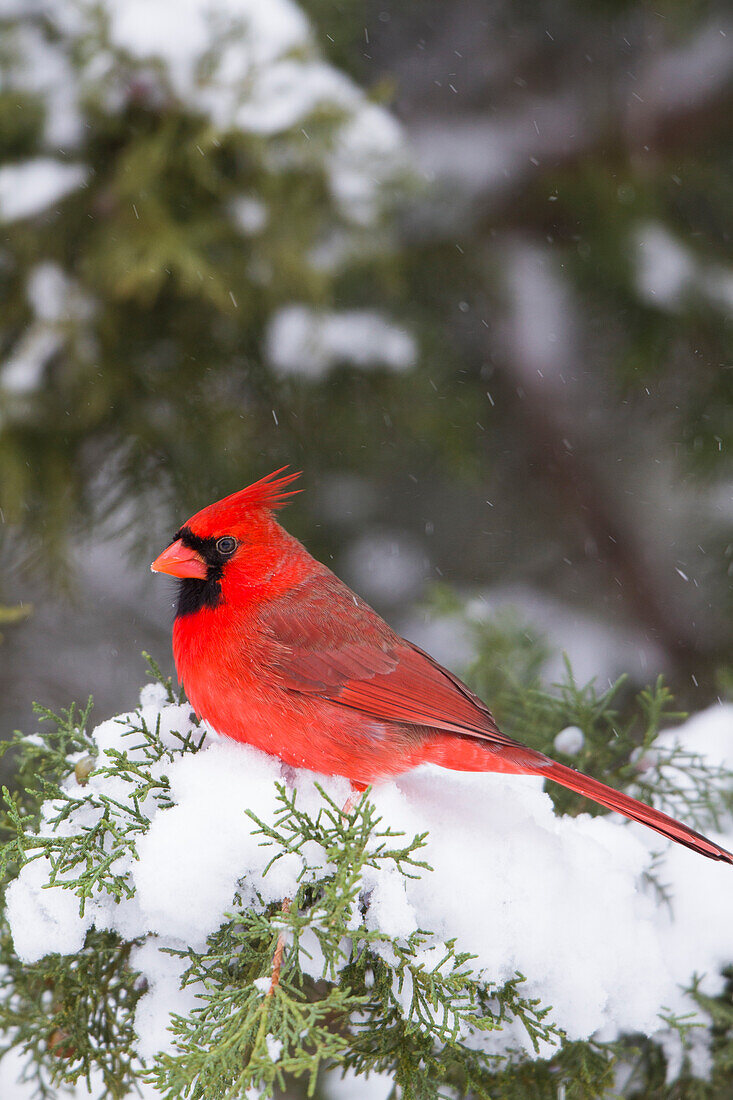 Nördlicher Kardinal (Cardinalis Cardinalis) Männchen im Wacholderbaum (Juniperus keteleeri) im Winter Marion, Illinois, USA.