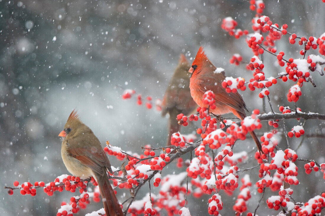 Nördliche Kardinäle (Cardinalis Cardinalis) Männchen und Weibchen im gemeinsamen Winterberry (Ilex Verticillata) im Schnee, Marion, Illinois, USA.