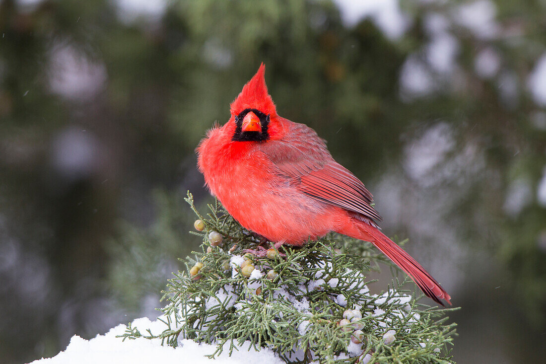 Nördlicher Kardinal (Cardinalis Cardinalis) Männchen im Wacholderbaum (Juniperus keteleeri) im Winter Marion, Illinois, USA.