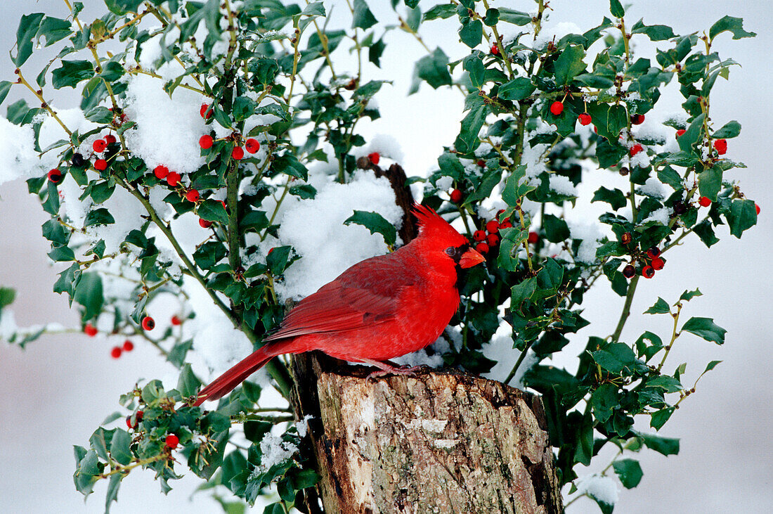 Northern Cardinal (Cardinalis Cardinalis) Männchen auf Baumstumpf in der Nähe von China Holly (Ilex Cornuta) im Winter, Marion, IL