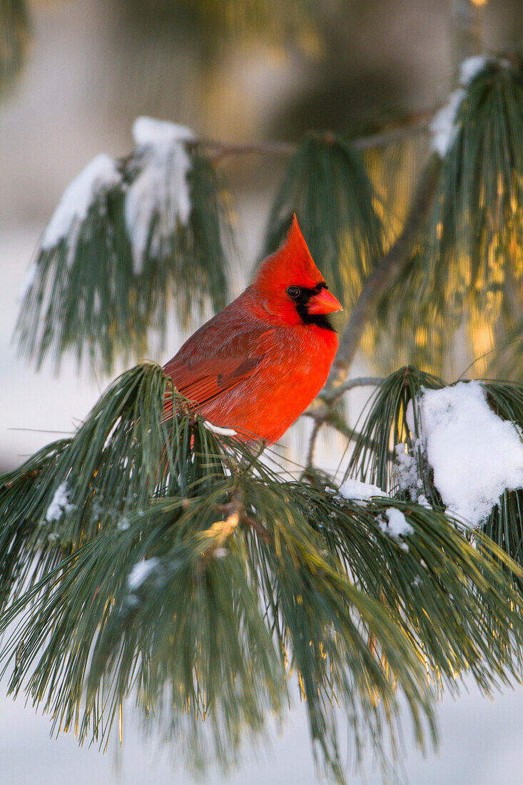 Northern Cardinal (Cardinalis Cardinalis) Männchen in White Pine Tree (Pinus Strobus) im Winter, Marion County, Illinois