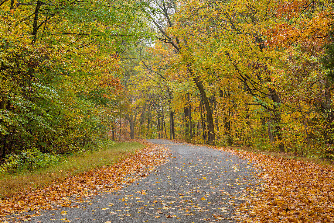 Straße in Pounds Hollow, Shawnee National Forest, Saline County, Illinois