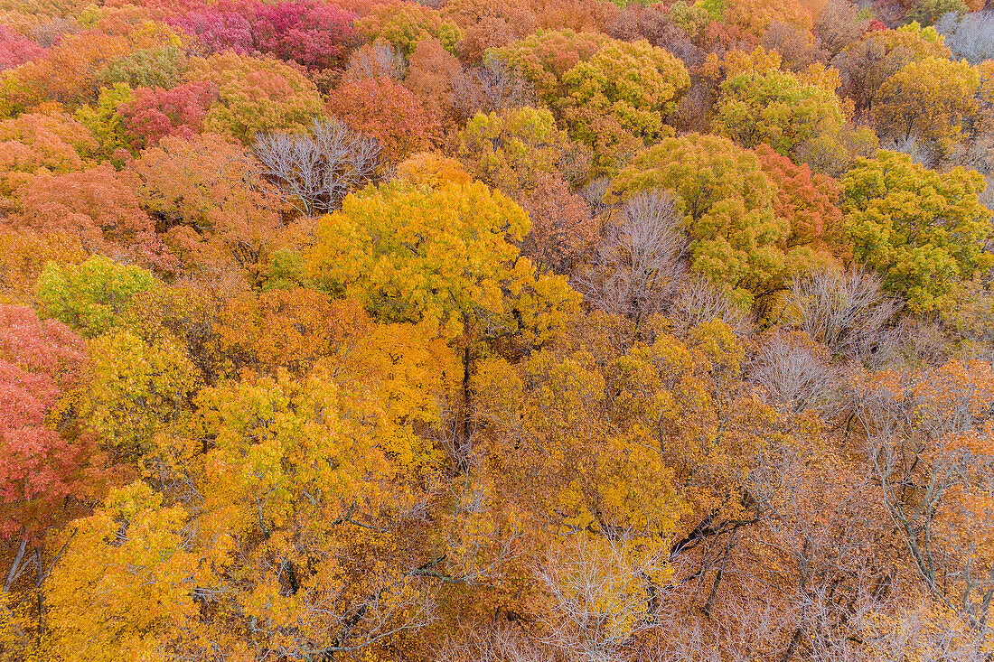 Luftaufnahme von Herbstfarbenbäumen Stephen A. Forbes State Park. Marion County, Illinois, USA.