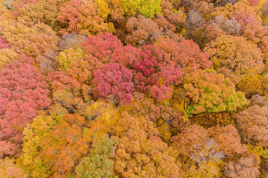 Aerial view of fall color trees, Stephen A. Forbes State Park, Marion County, Illinois.