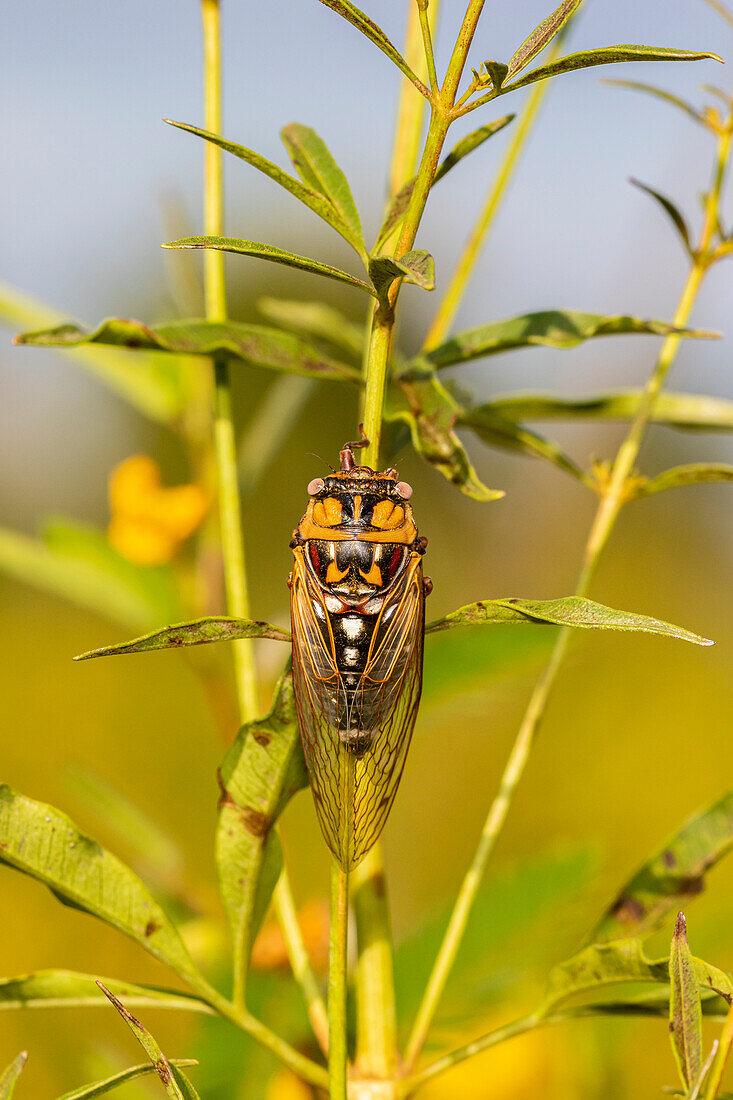 Präriezikade (Tibicen dorsata), Effingham County, Illinois.