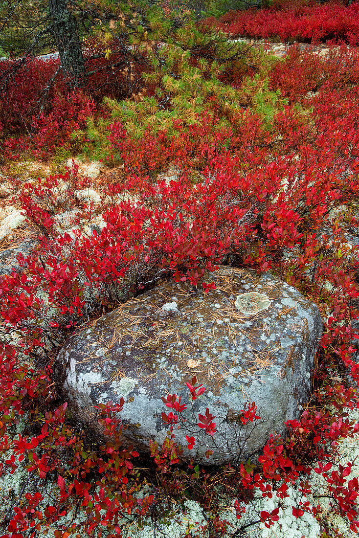 USA, Maine, Acadia National Park, Rock surrounded by low bush blueberry and lichen