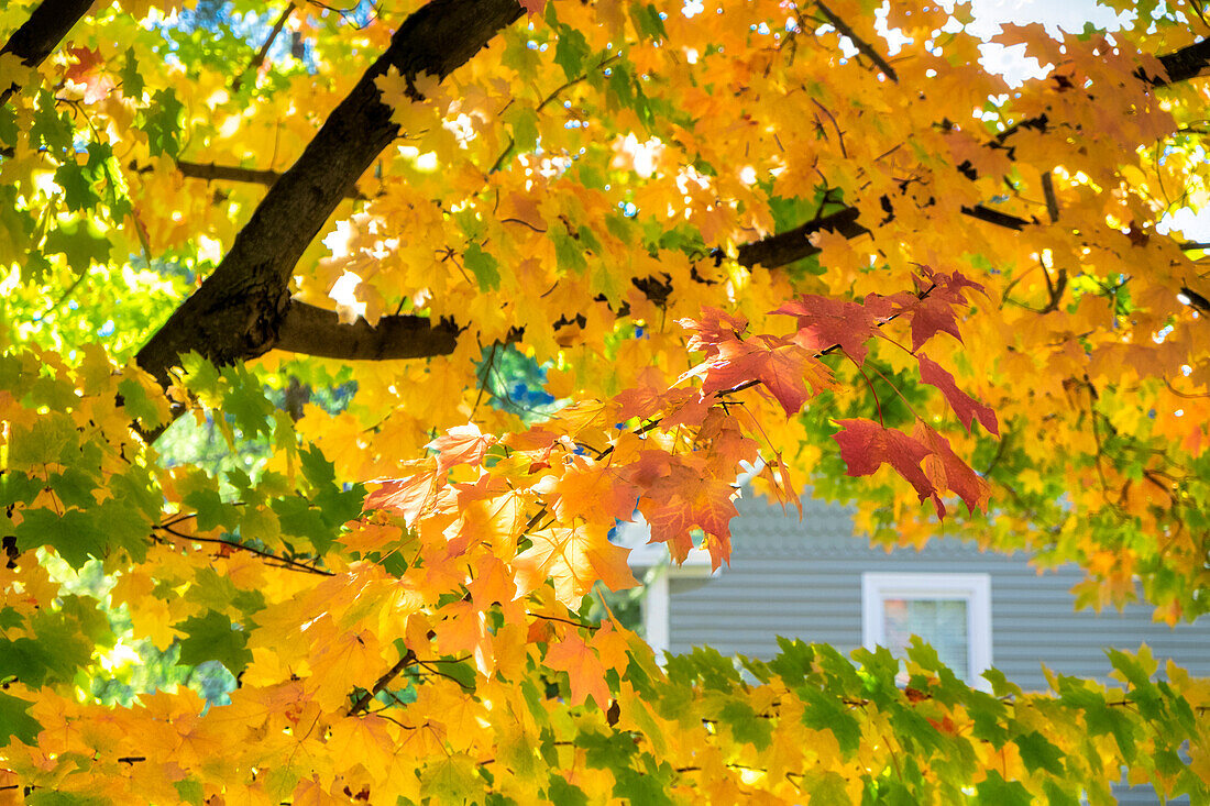 Colorful fall foliage, Massachusetts, USA.