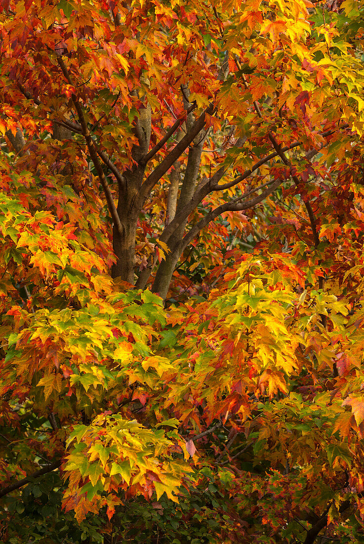 Silberahornbaum und Herbstlaub im Arnold Arboretum, Boston, Massachusetts.