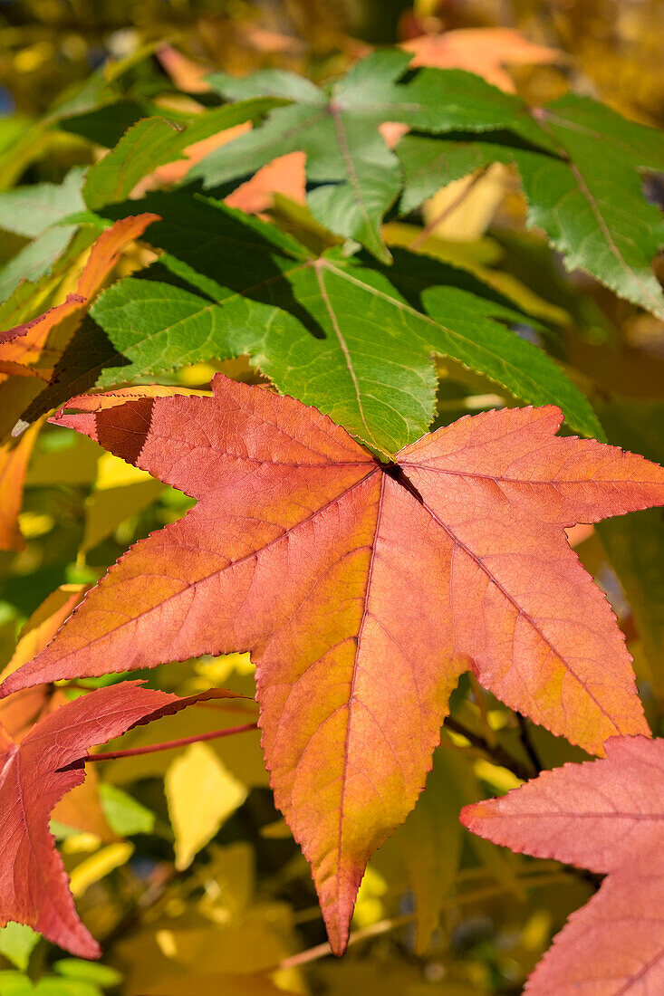 Colorful Maple leaves, Massachusetts, USA.