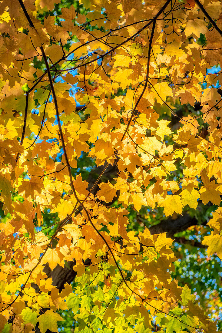 Colorful fall foliage, Massachusetts, USA.